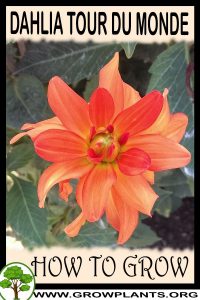 How to grow Dahlia Tour du monde