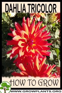 How to grow Dahlia Tricolor