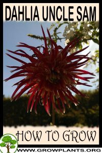 How to grow Dahlia Uncle sam