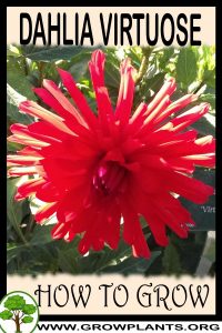 How to grow Dahlia Virtuose