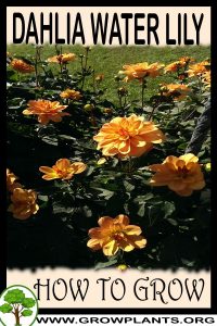 How to grow Dahlia Water lily