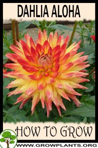How to grow Dahlia aloha