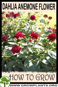 How to grow Dahlia anemone flower