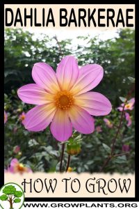 How to grow Dahlia barkerae