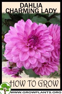 How to grow Dahlia charming lady