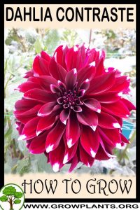 How to grow Dahlia contraste