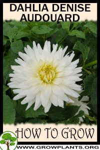 How to grow Dahlia denise audouard