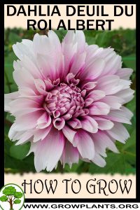 How to grow Dahlia deuil du roi albert