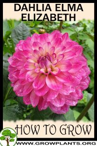 How to grow Dahlia elma elizabeth