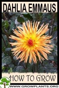 How to grow Dahlia emmaus