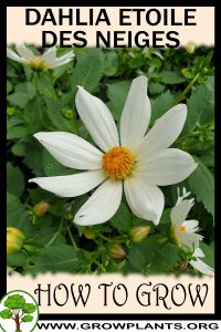 How to grow Dahlia etoile des neiges