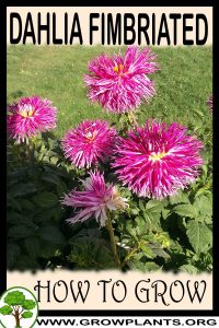 How to grow Dahlia fimbriated