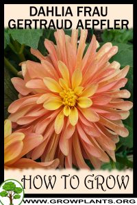 How to grow Dahlia frau gertraud aepfler