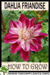How to grow Dahlia friandise