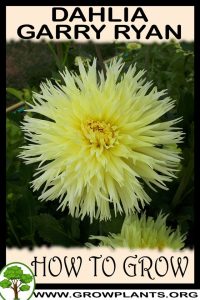 How to grow Dahlia garry ryan