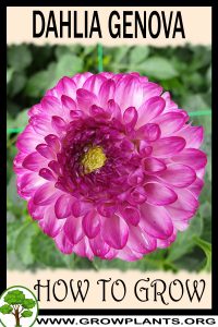How to grow Dahlia genova