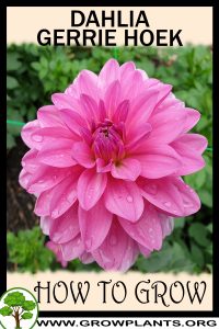 How to grow Dahlia gerrie hoek