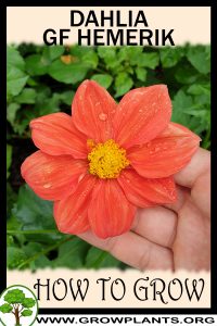 How to grow Dahlia gf hemerik