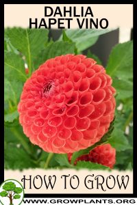 How to grow Dahlia hapet vino
