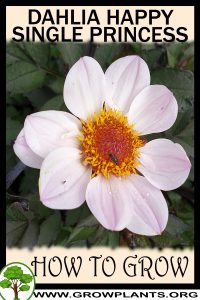 How to grow Dahlia happy single princess