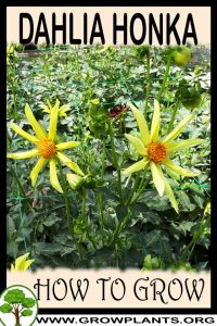 How to grow Dahlia honka