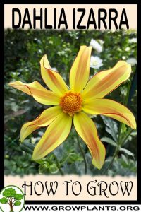 How to grow Dahlia izarra
