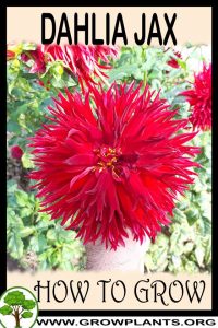 How to grow Dahlia jax