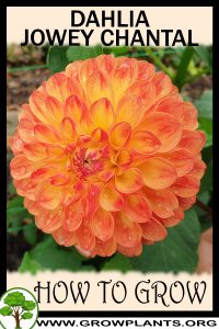 How to grow Dahlia jowey chantal