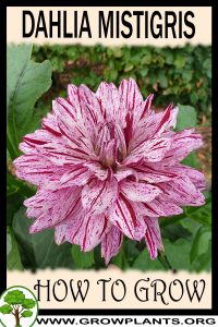 How to grow Dahlia mistigris