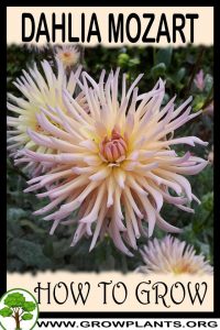 How to grow Dahlia mozart