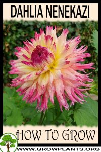 How to grow Dahlia nenekazi