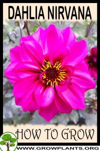 How to grow Dahlia nirvana