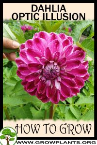 How to grow Dahlia optic illusion
