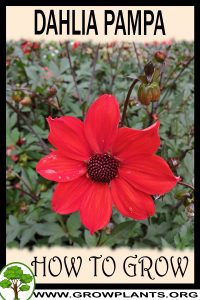 How to grow Dahlia pampa