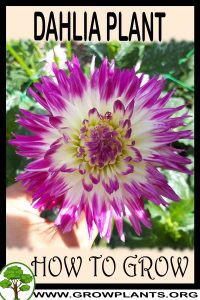 How to grow Dahlia plant