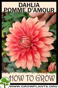 How to grow Dahlia pomme d'amour
