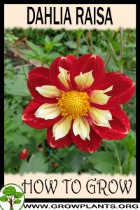 How to grow Dahlia raisa