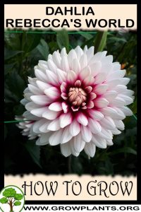 How to grow Dahlia rebeccas world