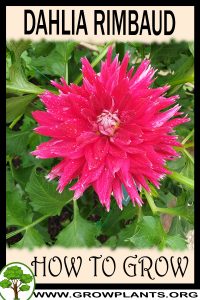 How to grow Dahlia rimbaud