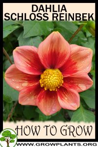 How to grow Dahlia schloss reinbek