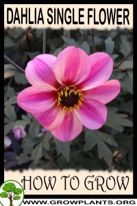How to grow Dahlia single flower