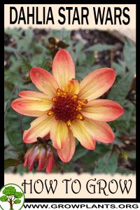 How to grow Dahlia star wars