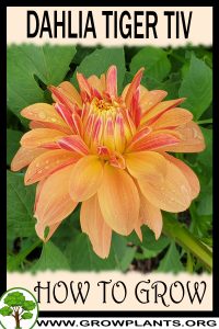 How to grow Dahlia tiger tiv