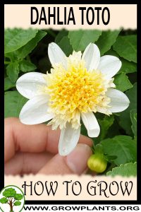 How to grow Dahlia toto