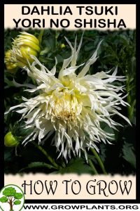 How to grow Dahlia tsuki yori no shisha