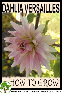 How to grow Dahlia versailles