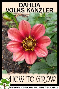 How to grow Dahlia volks kanzler