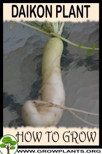 How to grow Daikon