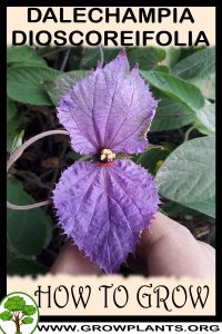How to grow Dalechampia dioscoreifolia