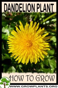 How to grow Dandelion